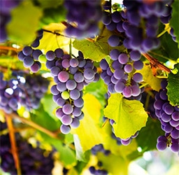 prix-des-terres-vignes-raisins