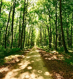 256x280_forets prix-des-terre-forte-parcelle-bois