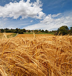 256x270_terresEtpres champs-bles-agriculture-prix-des-terres